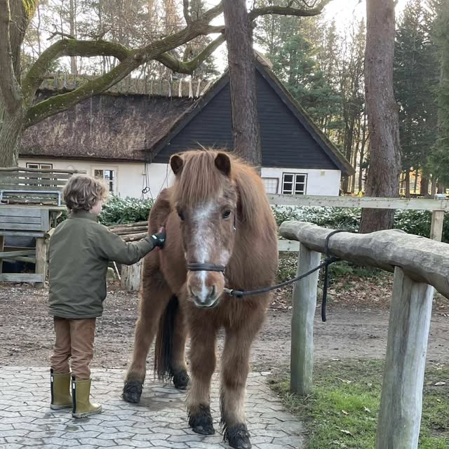 Hest og rytter